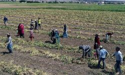 Tarım İşçisinin Yevmiyesi Belirlendi