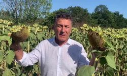 Orhan Sarıbal'' Ayçiçeği Üreticisi Zararda''