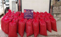 Ceviz Hırsızlarına Suçüstü!