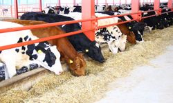 Başkanlık Mustafakemalpaşa'ya Geri mi Dönüyor!