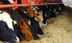 Korkusuz’dan DSYB Açıklaması: “Birlik Yönetilemez Hale Getirildi”