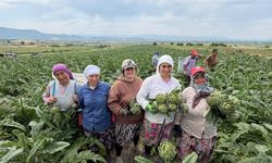 Enginarın Başkenti Mustafakemalpaşa'da Hasat Zamanı