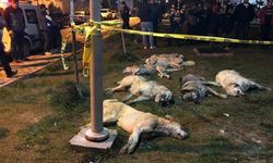 Ankara'da köpek katliamı!