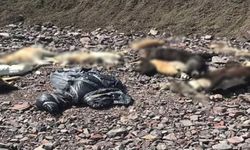 Ankara'da Bir Vahşet Daha!  Boş Arazide Onlarca Köpeğin Cesedi Bulundu