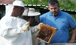 Bursa'da arıların yaşantısını öğrenmek için geliyorlar