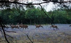 Bursa'da kızıl geyiklerin öldürülmesini mahkeme durdurdu