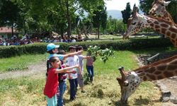 Bursa'da Karnesini Getirene Hayvanat Bahçesi Ücretsiz