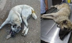 Mustafakemalpaşa'da Köpekler Zehirlendi