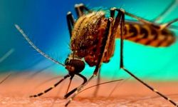 Öldüren Sivrisinek KKTC’de can aldı