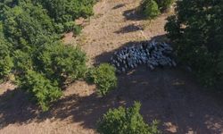 Mustafakemalpaşa'da kaybolan 72 küçükbaş 'drone' yardımı ile bulundu
