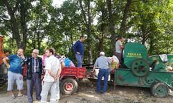 MUSTAFAKEMALPAŞA'DA FINDIK HASADI