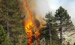 Orhaneli - Mustafakemalpaşa Arası Ormanlık Alan Alevler İçinde!