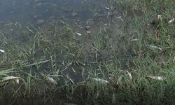 Mustafakemalpaşa'da Endişe Verici Balık Ölümleri