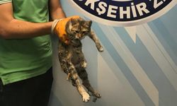 İşkenceye uğrayan kediye Büyükşehir şefkati
