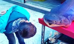 Kanser hastaları için köpek balığı getirtti