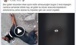 Mustafakemalpaşa'da Köpeklerin Zehirlenmesi Büyük Tepki Çekti!
