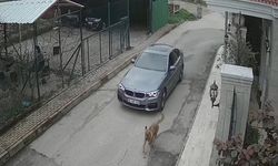 Lüks otomobiliyle kovaladığı sokak köpeğine kurşun yağdırdı