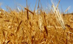 Buğday, arpa ve bakliyat alım ve destek fiyatları açıklandı