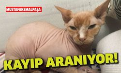 Mustafakemalpaşa'da kaybolan kedi aranıyor!