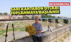 Mustafakemalpaşa'da dolaşarak sarı kantaron otu topluyor