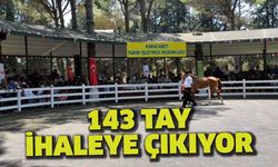 TİGEM 143 tayı görücüye çıkarıyor