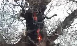 Vicdansızlar Mustafakemalpaşa Kırsal Alandaki asırlık ağacı yaktı!
