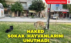 HAKED Sokak Hayvanlarını Unutmadı