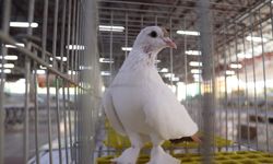 En Güzel Güvercinler Mustafakemalpaşa’da Görücüye Çıktı