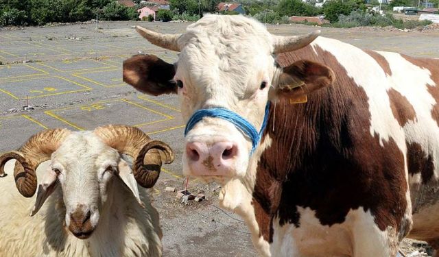 Kurban Kesim Yerleri Belli Oldu!