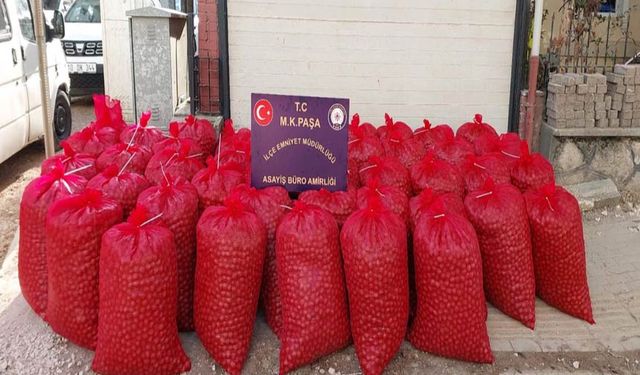 Ceviz Hırsızlarına Suçüstü!