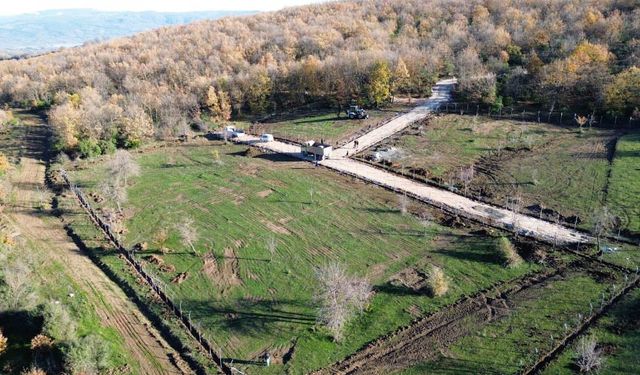 Sokak Hayvanları İçin Yenice'de Doğal Yaşam Alanı
