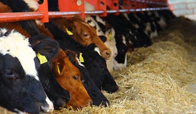 Korkusuz’dan DSYB Açıklaması: “Birlik Yönetilemez Hale Getirildi”