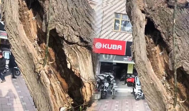 ''Güzellikten Çok Tehlike Saçıyor''