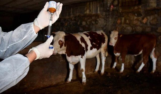 Şap Tedbirleri Kısmen Kaldırıldı