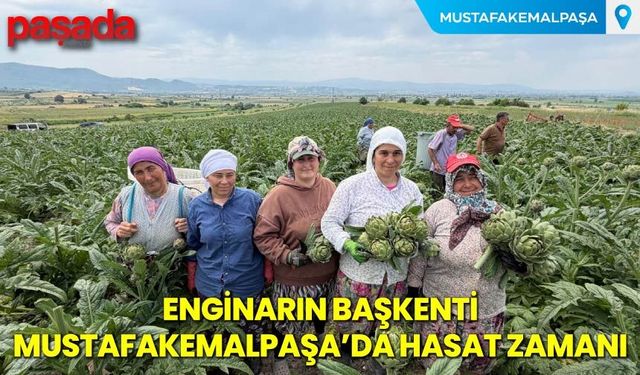 Enginarın Başkenti Mustafakemalpaşa'da Hasat Zamanı
