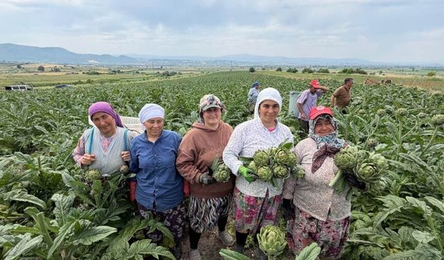 Enginarın Başkenti Mustafakemalpaşa'da Hasat Zamanı