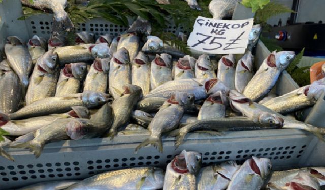 Balık cep yakıyor: Çinekop 75 lirayı gördü!