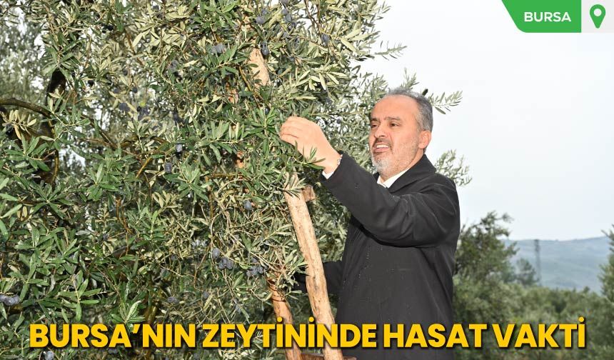 Bursa’nın Zeytininde Hasat Vakti