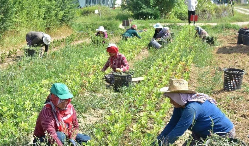 Mustafakemalpaşa'da İşçi Yevmiyeleri Belli Oldu