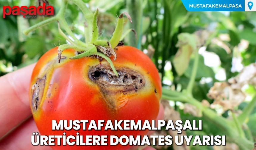 Mustafakemalpaşalı Üreticilere Domates Uyarısı