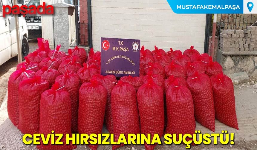 Ceviz Hırsızlarına Suçüstü!
